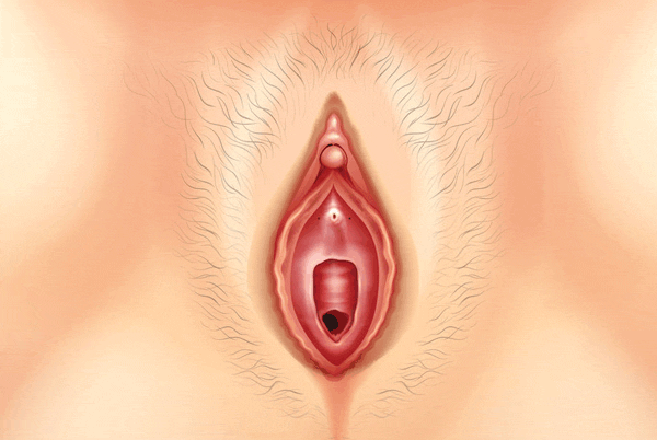 Klitoris Empfindlichkeit - Weibliche Anatomie