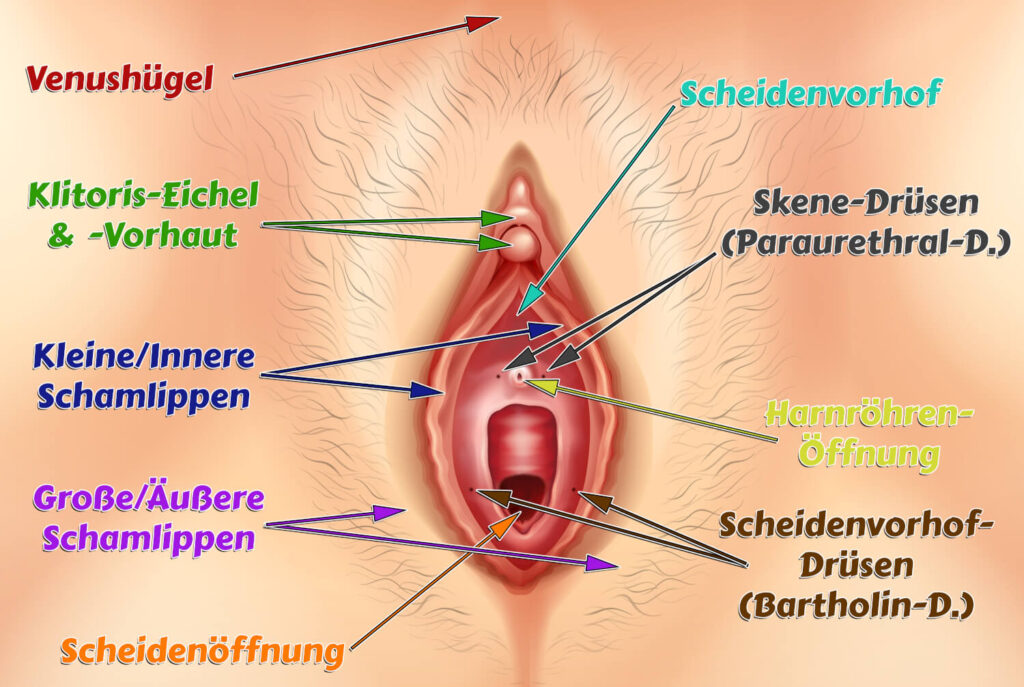 Vulva - weibliche Anatomie